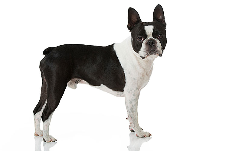 ボストン・テリア | 犬の保険 | ペット保険の「PS保険」少額短期保険 