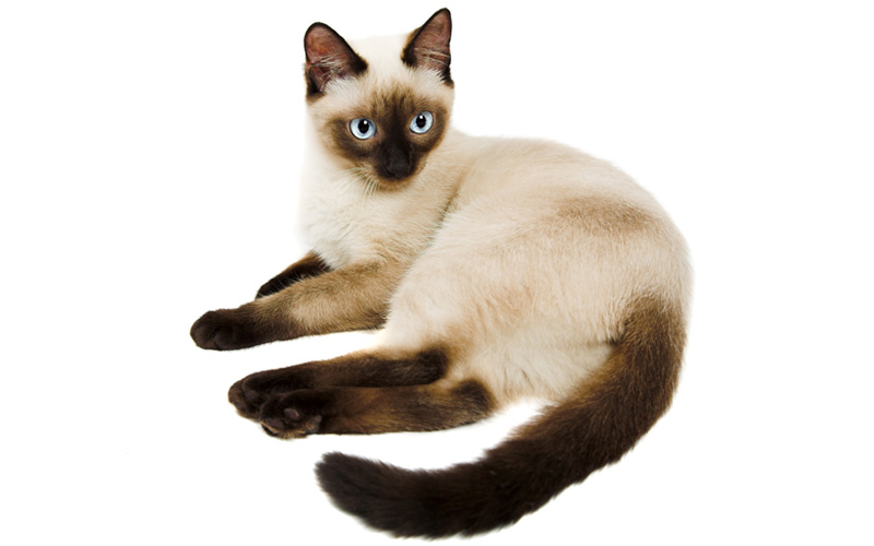 siamese.jpg