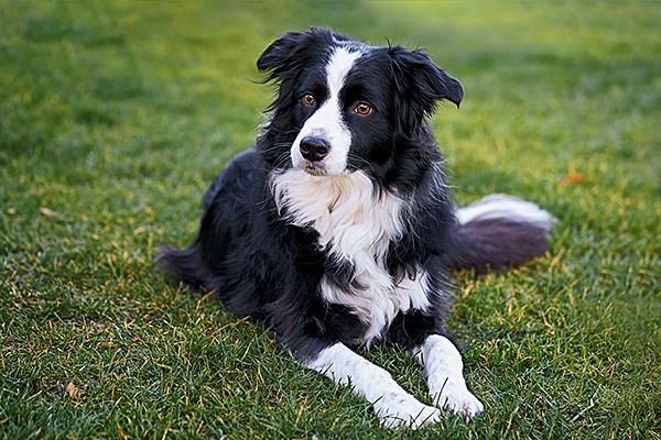 ボーダー コリー 犬の保険 ペット保険の Ps保険 少額短期保険ペットメディカルサポート株式会社