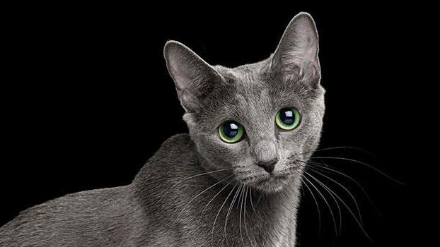 オンラインセミナー 猫の角結膜疾患に対する診断アプローチ