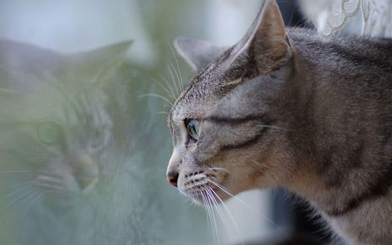 猫の角膜炎の予防