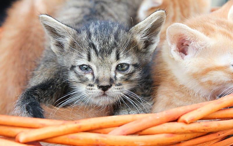 猫の目がしょぼしょぼ、目やにが多いときは角膜炎に注意  ペット保険 