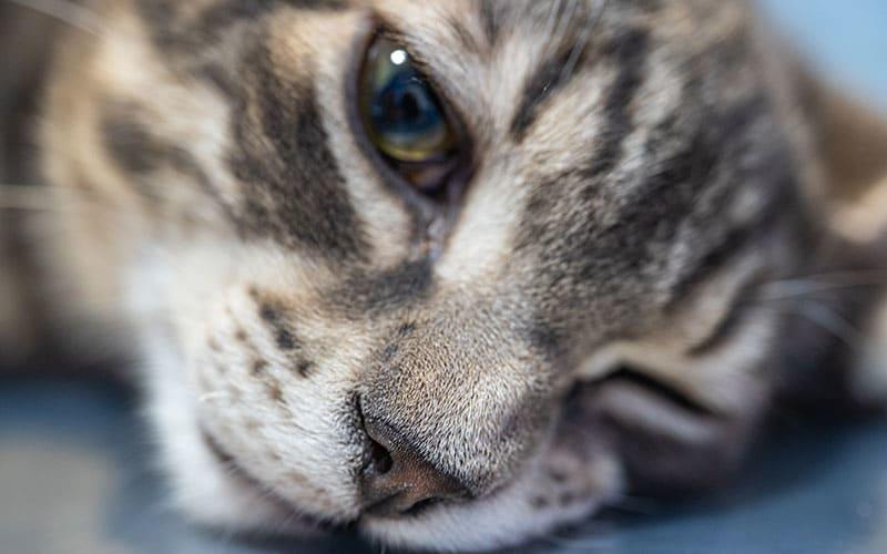 猫の目やにが多い原因は 取り方と目薬をさすコツを獣医師が解説 ペット保険の Ps保険 少額短期保険ペットメディカルサポート株式会社