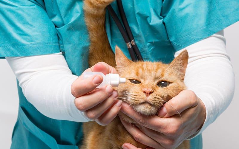 猫の目がしょぼしょぼ、目やにが多いときは角膜炎に注意  ペット保険 