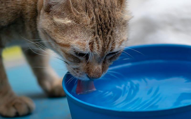 猫の便秘の治療方法