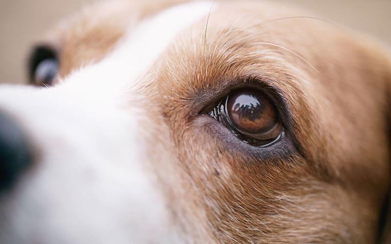 犬の白内障の症状と原因