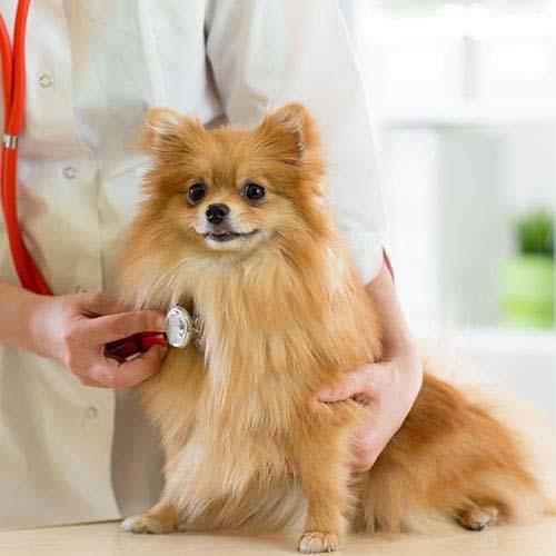 dog-case020-d1_1_1.jpg