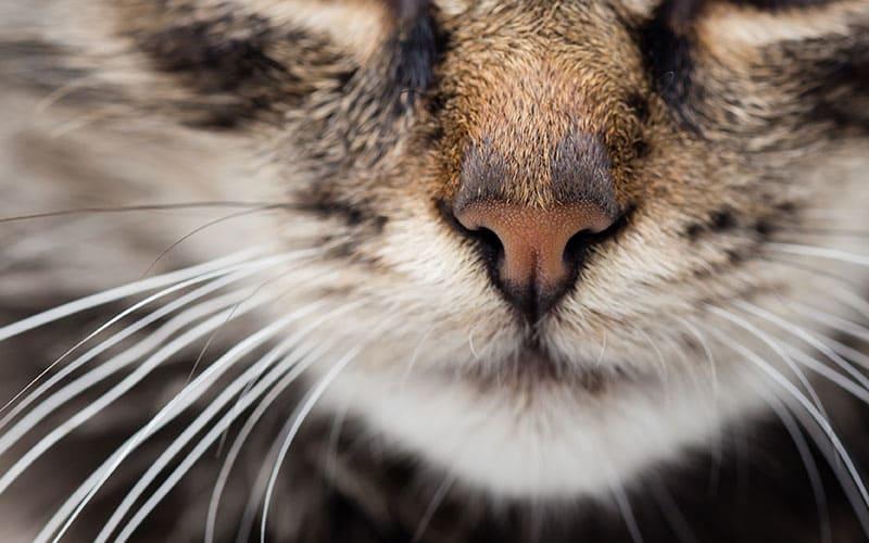 猫の鼻水の色からわかる原因と自宅でできる対処法