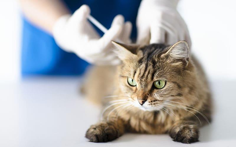 猫が鼻水だけでなく呼吸困難を起こしていたらすぐ病院へ