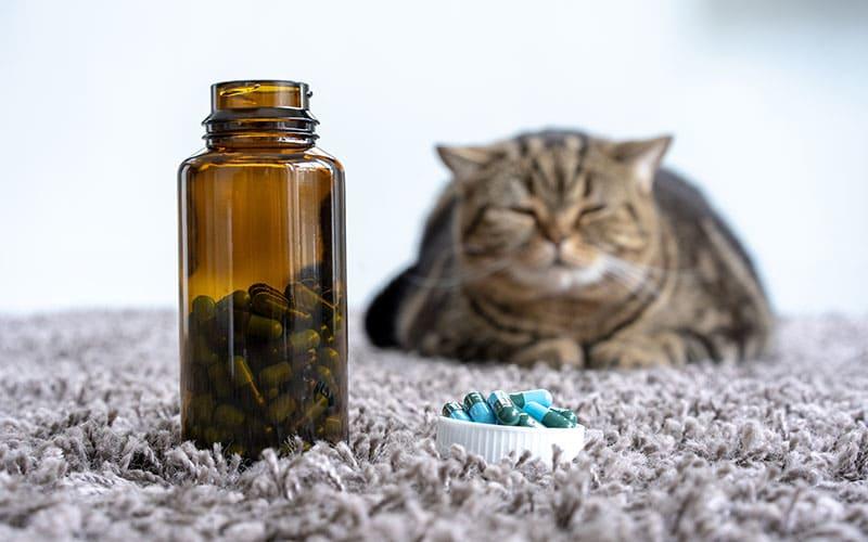 猫の鼻水の治療法、薬の飲ませ方