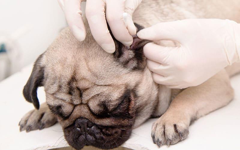 犬の外耳炎の治療と予防