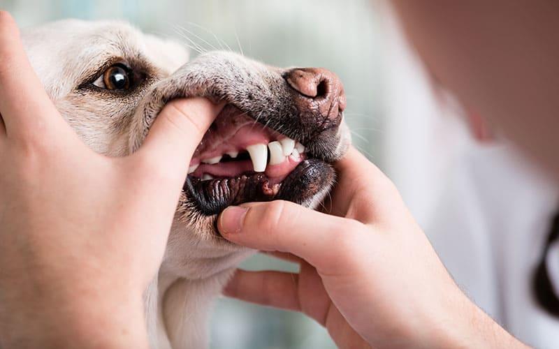 成犬や老犬のくしゃみの原因と考えられる病気とは？