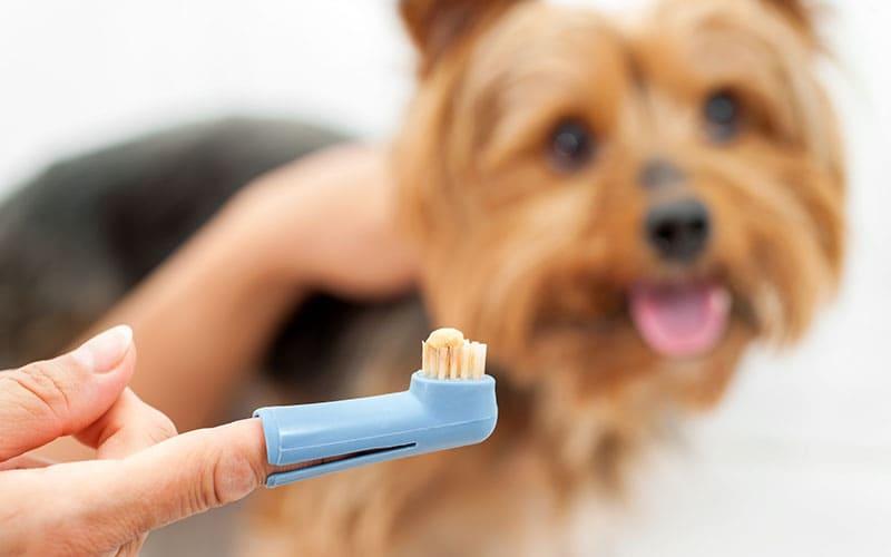 犬の歯周病の治療法と予防法 