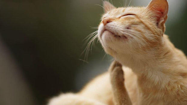 猫の皮膚病の症状と原因、治療法について | ペット保険のPS保険