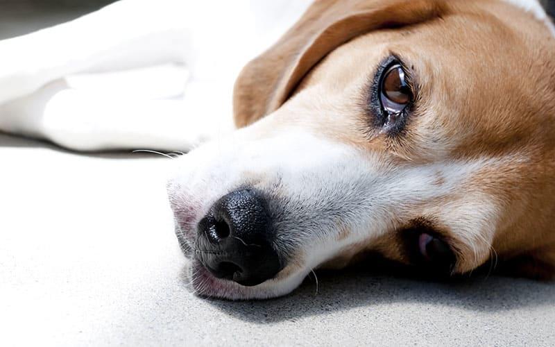 犬のてんかんの症状と原因 治療法について 犬の疾患 ペット保険の Ps保険 少額短期保険ペットメディカルサポート株式会社