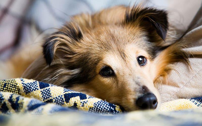 犬の甲状腺機能低下症の原因と症状