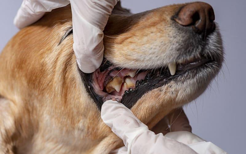 犬の鼻水の原因とは 気なる病気の症状や治療法を獣医師が解説 ペット保険の Ps保険 少額短期保険ペットメディカルサポート株式会社