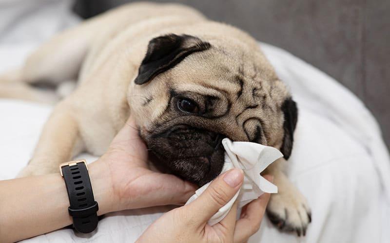 犬の鼻水の治療法と拭き取り方