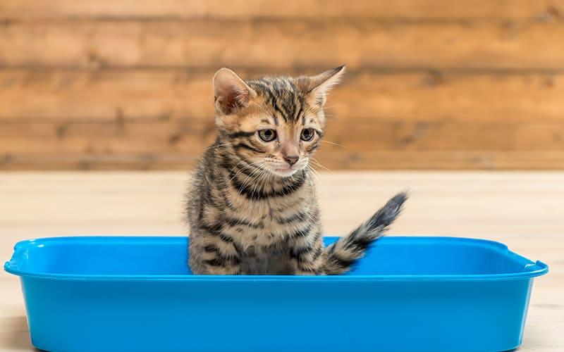 猫の下痢の原因とは 病院に連れて行くべき症状を獣医師が解説 ペット保険の Ps保険 少額短期保険ペットメディカルサポート株式会社