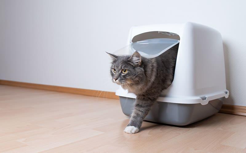 猫の多飲多尿を引き起こす病気で最も多いのは慢性腎不全