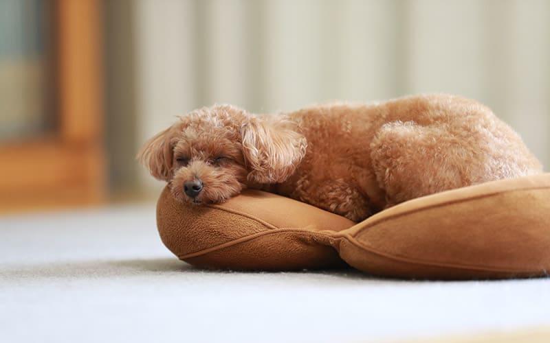 犬の膀胱炎の症状と原因