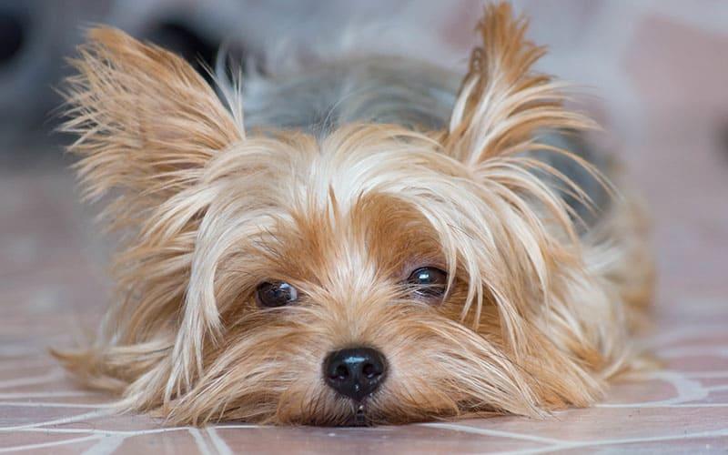 犬の膀胱炎の治療と予防