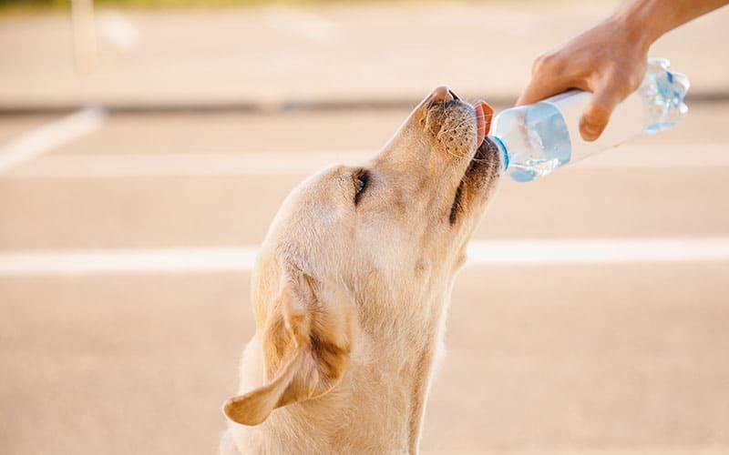 多飲多尿になりやすい犬種、犬の特徴とは？