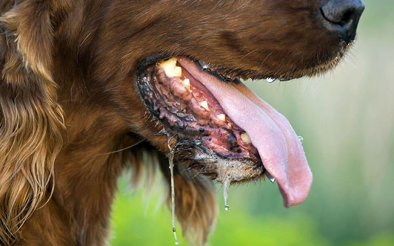 犬のよだれの原因とは？病院に連れて行くべき症状を獣医師が解説