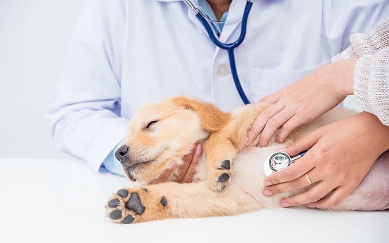 犬のよだれの原因とは 病院に連れて行くべき症状を獣医が解説 ペット保険の Ps保険 少額短期保険ペットメディカルサポート株式会社