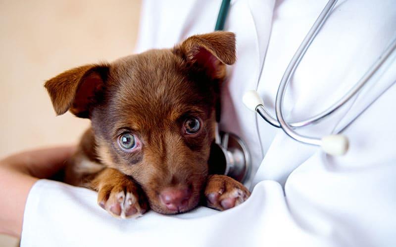 子犬の下痢の原因とは 病院に連れて行くべき症状を獣医が解説 ペット保険の Ps保険 少額短期保険ペットメディカルサポート株式会社