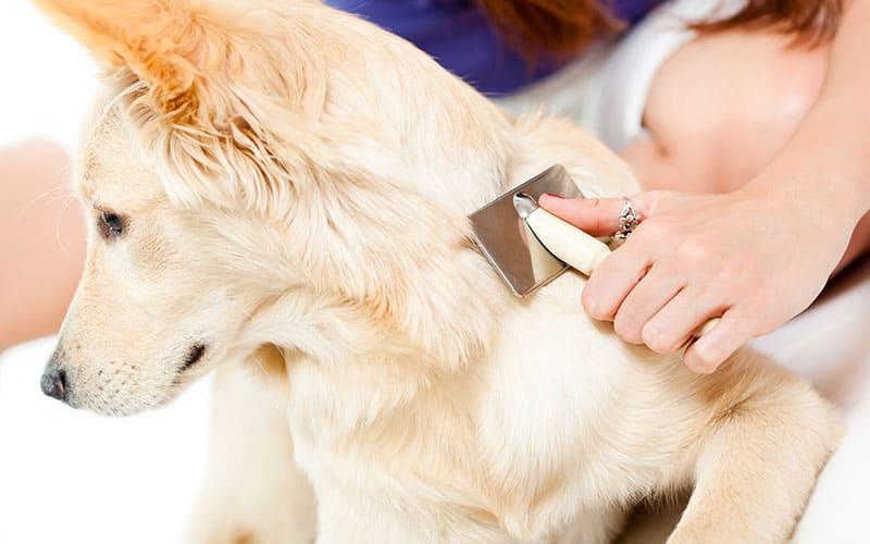 犬のフケが大量に出る原因 病気とは 病院に連れて行くべき症状を獣医が解説 ペット保険の Ps保険 少額短期保険ペットメディカルサポート株式会社