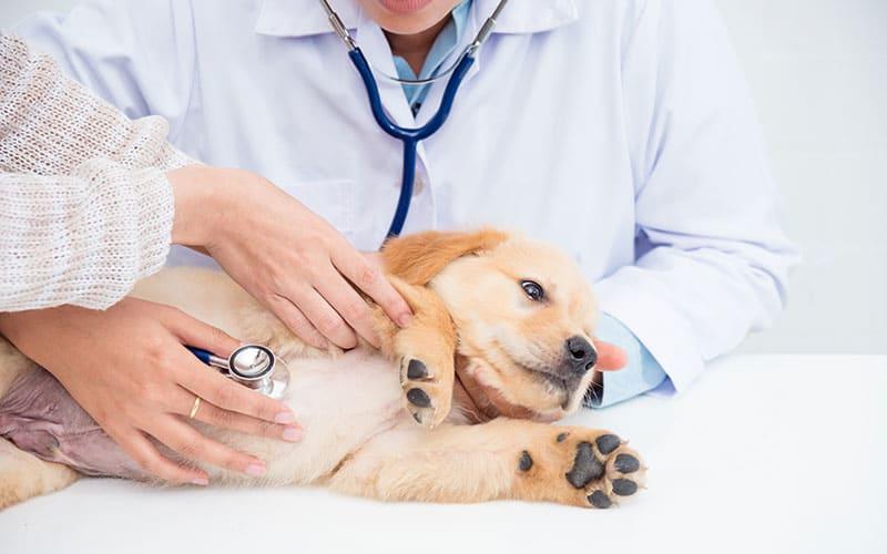 犬の嘔吐の原因とは 病院に連れて行くべき症状を獣医が解説 ペット保険の Ps保険 少額短期保険ペットメディカルサポート株式会社