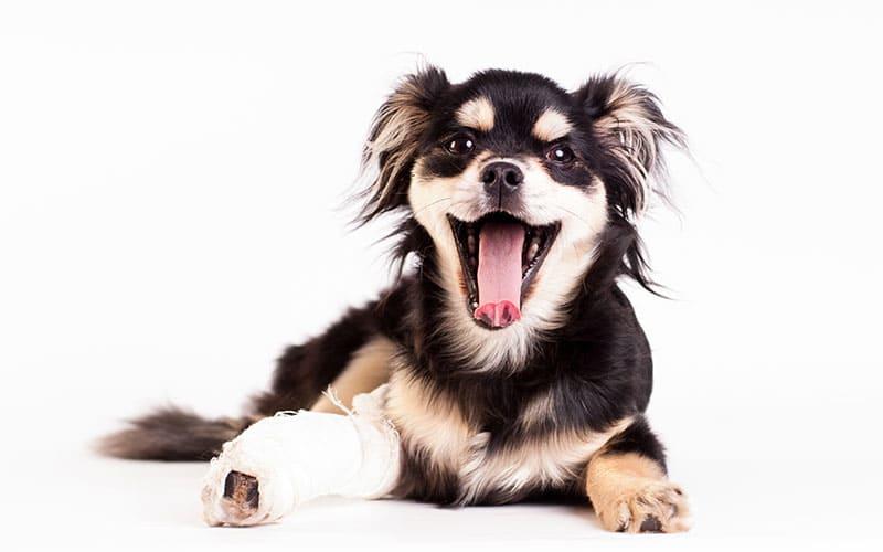 犬の骨折の治療と予防