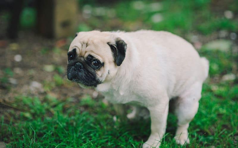 犬が便秘になる病気とは？