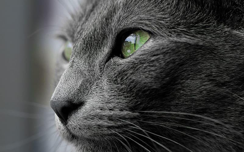 猫の緑内障の原因と症状