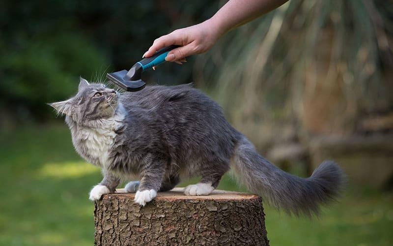 猫の嘔吐の原因とは 病院に連れて行くべき症状を獣医が解説 ペット保険の Ps保険 少額短期保険ペットメディカルサポート株式会社