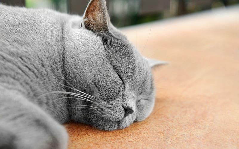 猫の咳の原因として考えられる病気とは？
