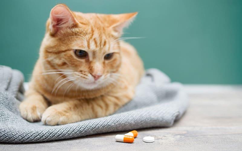 猫の咳の治療について