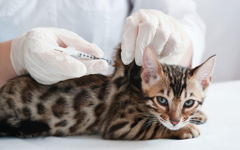 猫のしこり 腫瘍の原因とは 病院に連れて行くべき症状を獣医が解説 ペット保険の Ps保険 少額短期保険ペットメディカルサポート株式会社