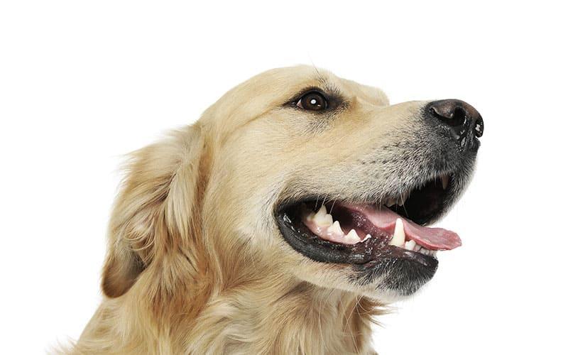 犬の口が臭い原因とは 病院に連れて行くべき症状を獣医が解説 ペット保険の Ps保険 少額短期保険ペットメディカルサポート株式会社