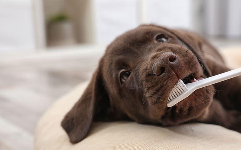 犬の口臭予防として、歯周病や腫瘍への対策を