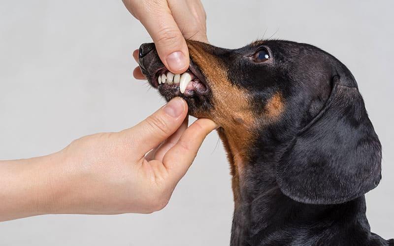 犬の口を触れるようになることは口内の異常の早期発見につながる