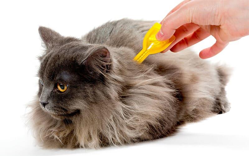 猫の抜け毛が多い原因とは 病院に連れて行くべき症状を獣医が解説 ペット保険の Ps保険 少額短期保険ペットメディカルサポート株式会社