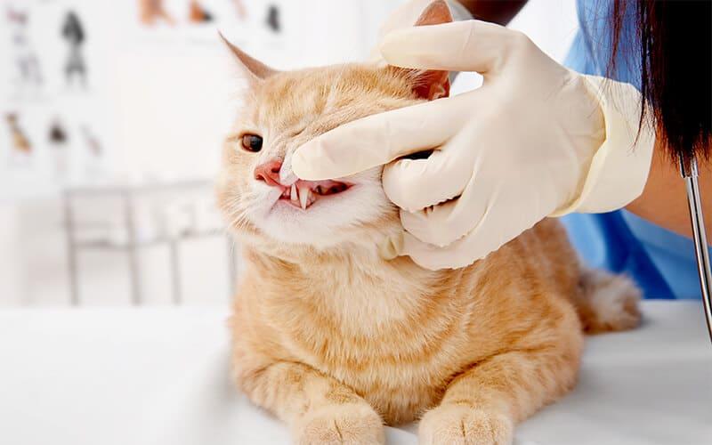 猫のよだれの原因とは 病院に連れて行くべき症状を獣医が解説 ペット保険の Ps保険 少額短期保険ペットメディカルサポート株式会社