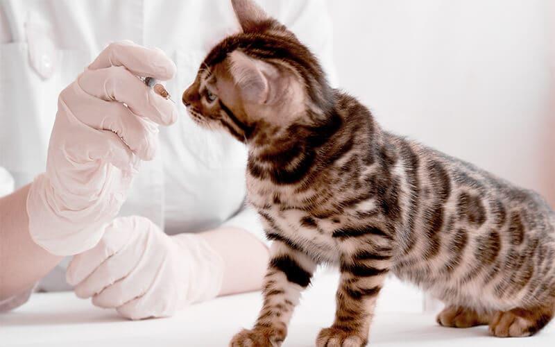 猫のけいれんの原因とは 病院に連れて行くべき症状を獣医が解説 ペット保険の Ps保険 少額短期保険ペットメディカルサポート株式会社