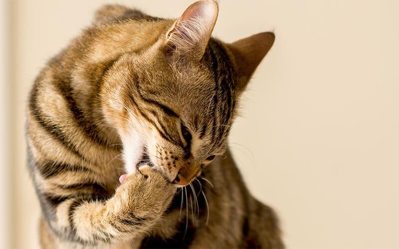 猫のフケの原因とは 病院に連れて行くべき症状を獣医が解説 ペット保険の Ps保険 少額短期保険ペットメディカルサポート株式会社