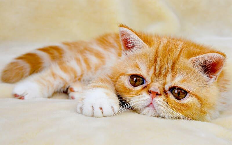 いびきをかきやすい猫種とは？