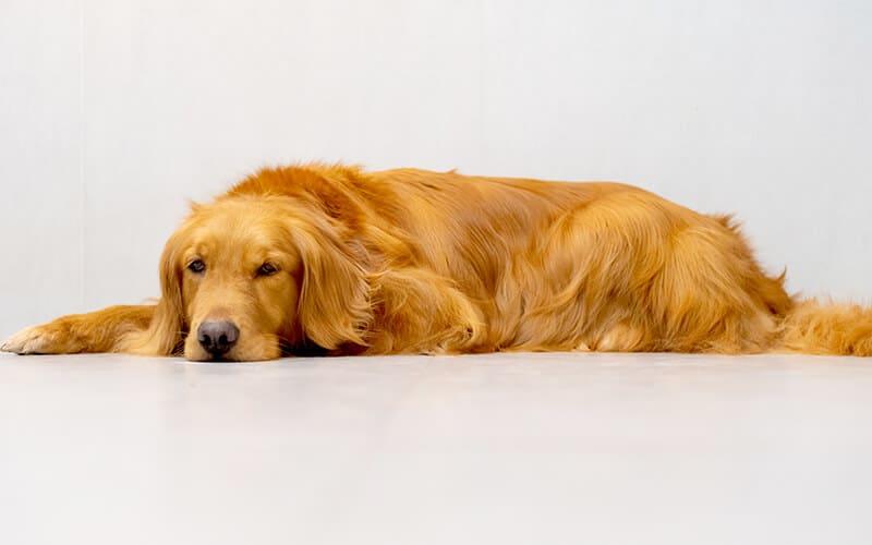 犬の股関節形成不全の原因と症状