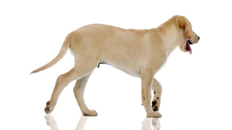犬の前十字靭帯断裂の症状と原因、治療法について | ペット保険の 