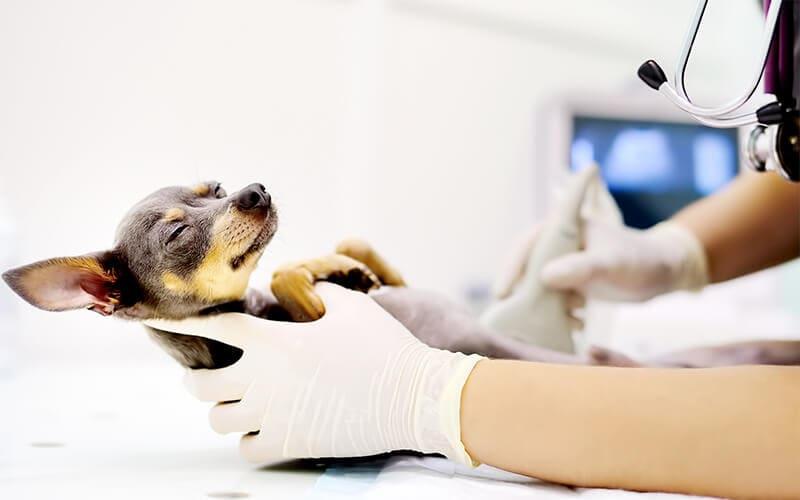 犬の子宮蓄膿症の治療と予防